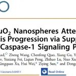 ACS Nano | 缺陷型RuO2纳米球通过抑制 ROS/NLRP3/Caspase-1信号通路以减缓骨关节炎进展