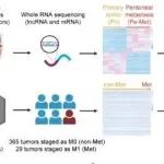 Mol Cancer丨华南理工大学周文等团队明确了一个新型lncRNA：TENM3-AS1及其所在通路作为转移性胃癌的新靶点