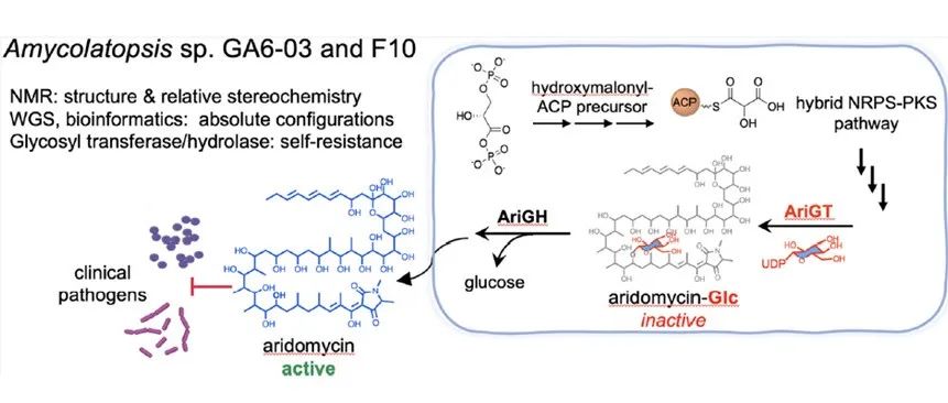 阅读 JACS丨Aridomycins&#160;的结构与生物合成：揭示一种基于糖基化的自抗机制