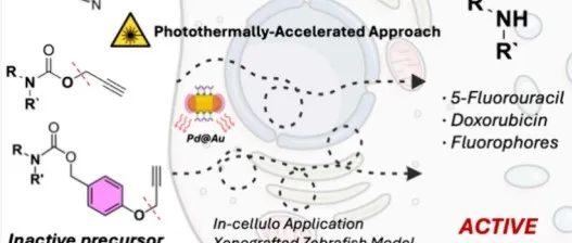 JACS &#166;近红外光加速的生物正交药物释放与光热消融——基于各向异性钯@金等离子体纳米棒的研究