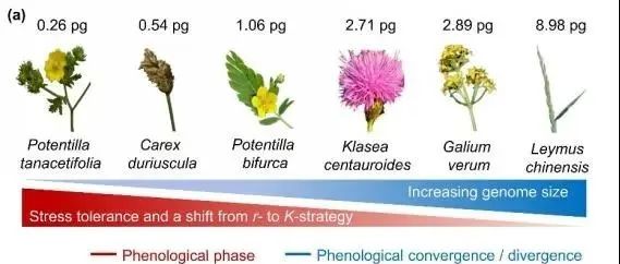 Functional Ecology | 河北大学韩兴国/姜勇团队发现氮沉降改变草甸草原植物物候期受植物基因组大小和功能性状影响