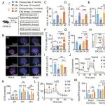 PNAS | 同济大学余勇等团队研究揭示了Bcl11a是调控衰老过程中B-1a细胞维持的关键因子及其分子机制