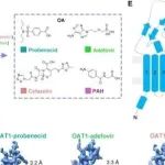 Cell Rep |&#160;复旦大学张琰青解析了人源OAT1和OAT4的冷冻电子显微镜结构