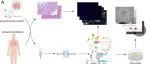 eLife丨四川大学章乐/张立/步宏发现S100a4+肺泡巨噬细胞通过代谢调控促进肺肿瘤发生