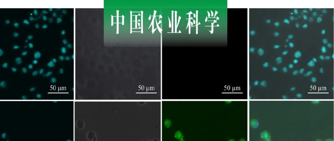 中国农业科学｜河北农大陆秀君课题组探析暗黑鳃金龟HpvATPase B克隆、表达及与Bt Cry8Ea3毒素结合特性