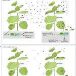 两年两篇Nature！清华大学国家杰青团队在植物免疫领域再获重大进展