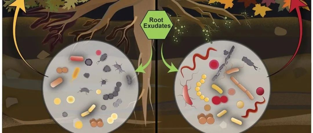 中国农业大学王超群课题组博士后，微生物生态与环境健康研究方向