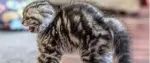 猫咪为什么会炸毛？信不信，其实你也会！