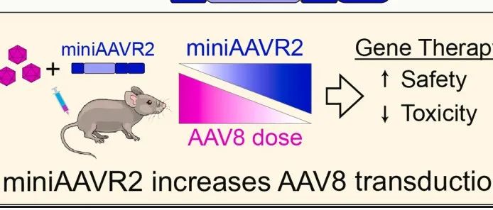 Cell｜北京大学苏晓东研究组与合作者揭示AAV与新型受体（AAVR2）结合的分子机制