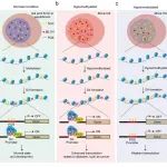 Genome Biol｜华南师范大学冯启理/牛康康团队在DNA高级结构研究中取得重要进展