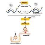 Commun Biol｜南京医科大学黄伯贤/孟庆霞团队揭示子宫内膜容受性调控新机制