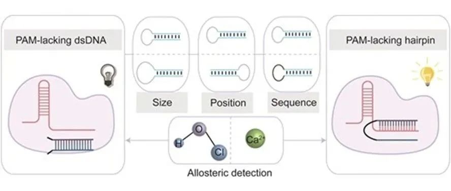 文献分享|Nucleic Acids Res.：免PAM发夹底物靶向激活Cas12a反式切割活性