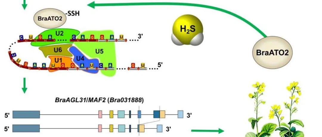 【作者解读】山西大学生命科学学院裴雁曦教授团队HR论文揭示硫化氢通过过硫化修饰大白菜BraATO2剪接因子加速开花的分子机制