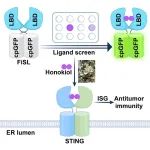 【科技前沿】Cell Reports Methods | 李新建研究组研发STING配体探针并将其应用于抗肿瘤药物筛选
