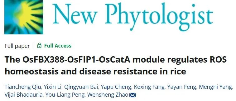 文献分享|OsFBX388-OsFIP1-OsCatA 模块调节水稻 ROS 稳态和抗病性