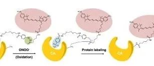 Analytical Chemistry|过氧亚硝酸盐激活的条件性化学探针在亲和力基础的蛋白质修饰中的应用