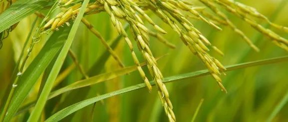师从林鸿宣院士，博士生一作发Nature！发现一个水稻新基因，同时提高产量！获评百篇优秀博士学位论文