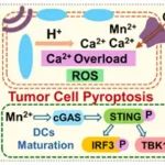 ACS Nano：可生物降解的压电锰掺杂羟基磷灰石用于声动力免疫治疗