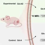 JACS：在肿瘤内实现“组装-拆卸”级联和“Off-On-Off”磁共振成像信号