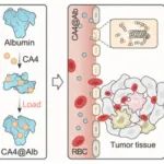 ACS Nano：康普瑞汀A4基白蛋白纳米颗粒可重塑肿瘤免疫微环境以增强结肠癌T细胞免疫治疗