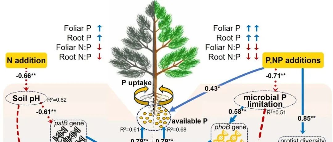 土壤磷限制丨SOIL BIOL BIOCHEM：磷转化微生物提高磷酸酶催化效率，缓解亚热带森林土壤氮磷添加下的磷限制