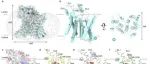 Cell Discov |&#160;中科院生物物理研究所赵岩提出人类G6PC1的诱导契合和催化机制