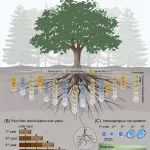 地理所寇亮研究组在《Trends in Plant Science》上发表“根系迭代效应”的全新理论范式与量化方法