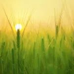 中国农业大学小麦研究中心博士生一作Nature子刊发文揭示小麦抗旱稳产性状协同调控新机制