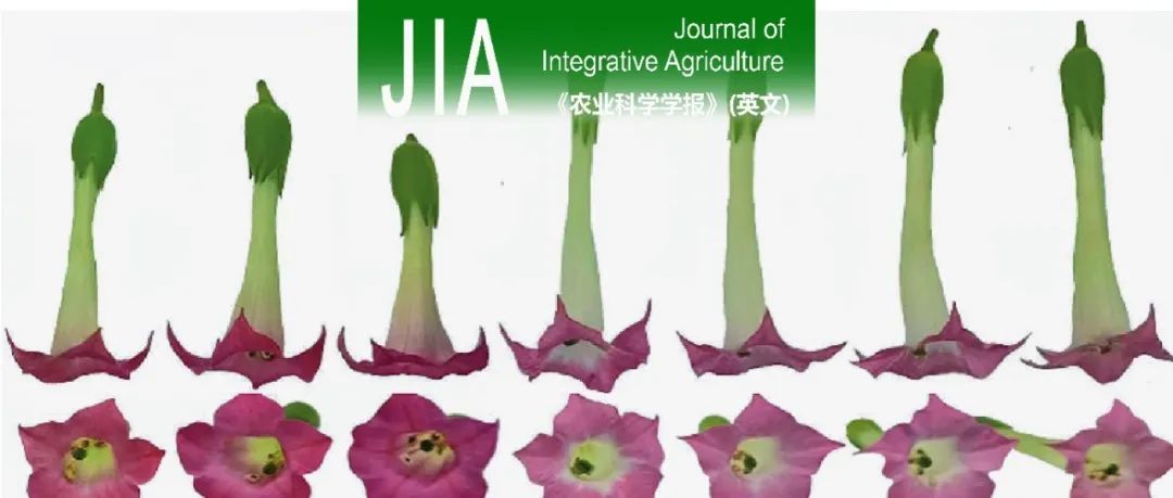 JIA | 中国农科院果树所与国内外学者联合解析突变的Ppbbx24-del基因在‘红早酥’梨花青苷积累中的作用机制
