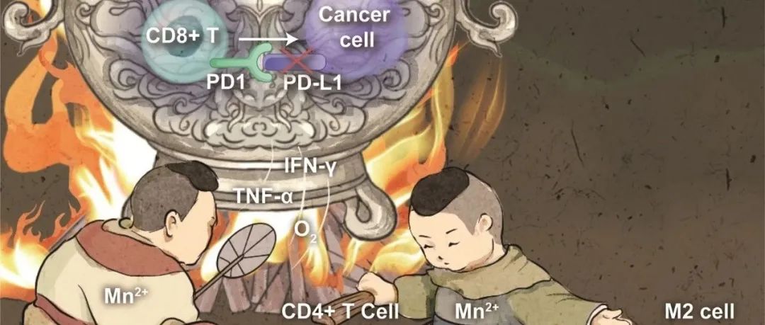 【医学】Exploration：“松刹车 / 踩油门” 新型纳米调节剂双向重编程肿瘤微环境，为三阴性乳腺癌治疗开辟新路径