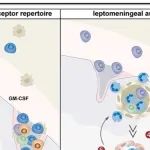Immunity丨西湖大学何丹阳/徐和平合作发现脑膜B细胞的同源相互作用依赖性致病性驱动神经炎症复发