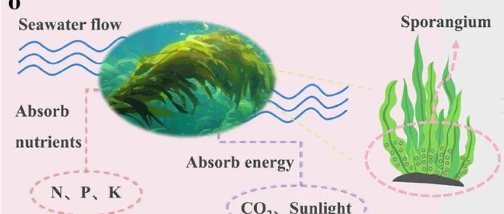 哈尔滨师范大学《AFM》：受海带启发！超结构2D碳纳米带，用于智能、柔性电磁保护和传感应用