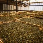《食品科学》：云南农业大学赵明教授、马燕副教授等：接种汉逊德巴利酵母对普洱茶发酵微生物群落与品质的影响
