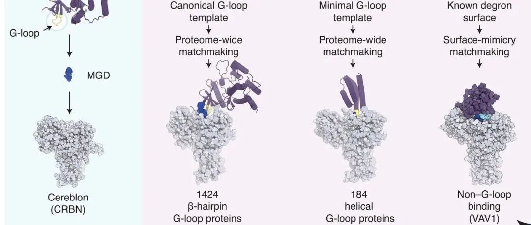 Science | 挖掘CRBN靶向空间重新定义分子胶诱导的新底物识别规则