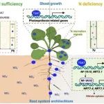 浙江大学国家杰青团队发表Nature Plants