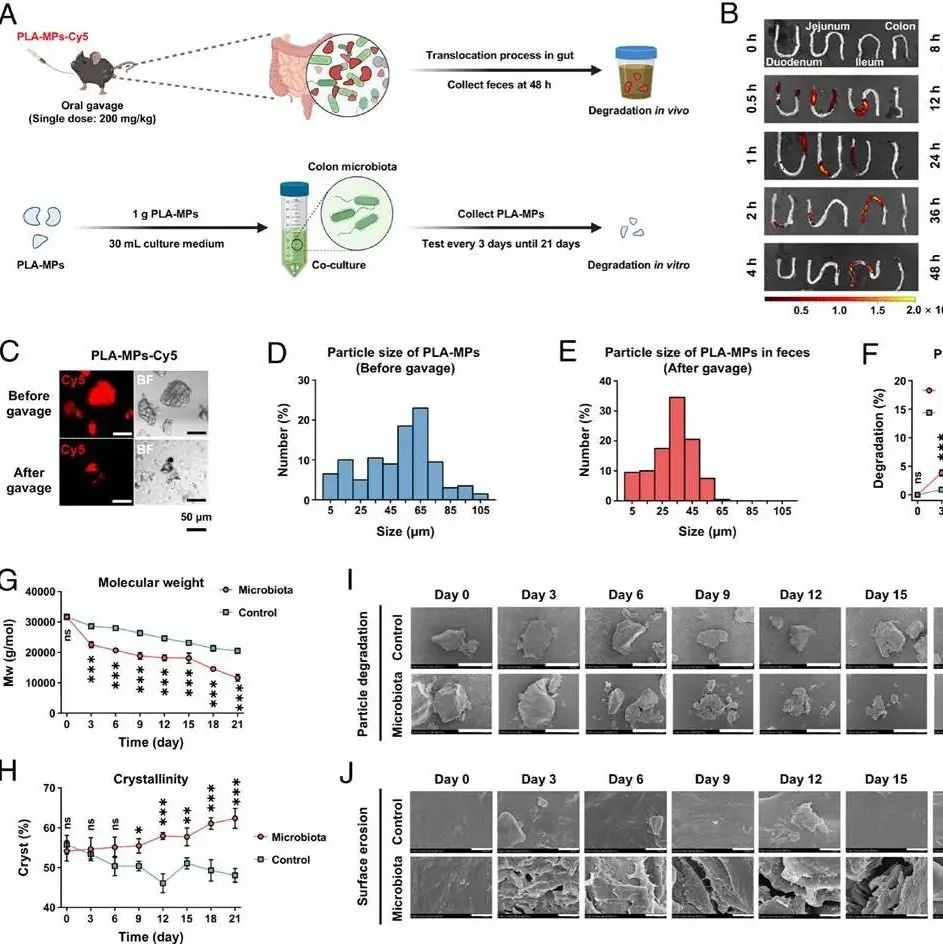 PNAS | 国家纳米科学中心陈春英团队的研究揭示聚乳酸微塑料如何融入碳循环并作为碳源重塑肠道内源代谢
