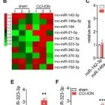 Cell Rep | 苏州大学陶金等团队发现miR-323-3p驱动的一条控制神经性疼痛分子通路，为治疗神经性疼痛提供新靶点