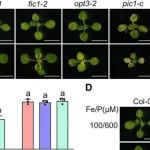 Cell Rep | 华中农业大学胡红红研究发现FIC1定位于叶绿体内膜，对植物在连续光照和缺铁条件下的生长至关重要