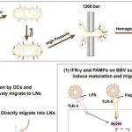 Biomaterials丨中国医学科学院马雁冰研究揭示BBV具备克服免疫抑制和引发有效抗肿瘤免疫的作用
