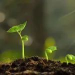 Plant J | 中国农科院基因组所王丽课题组为伞形科呋喃香豆素合成通路的进化提供新见解