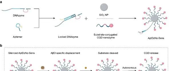 Nano Lett. | 基于适配体-DNAzyme-纳米酶的通用尿液检测技术