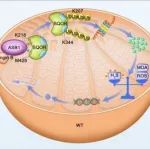 Redox Biol｜南京医科大学郑波团队揭示E3泛素连接酶ASB1调控精子变形的新机制
