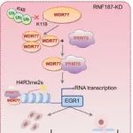 Cell Prolif｜南京医科大学郑波团队揭示E3泛素连接酶RNF187促进人精原干细胞增殖的新机制