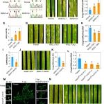 河南农业大学硕士生一作在植物科学顶级期刊（IF=24.1）发表研究成果！