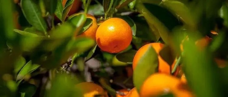突发！从事柑橘黄龙病研究38年的植物学家，面临失业