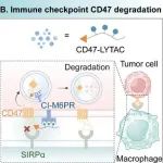 JACS：通过多孔多糖微针递送肽LYTAC用于靶向CD47降解和增强肿瘤免疫治疗