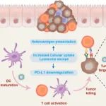 ACS Nano：细菌膜囊泡可作为异种抗原储存库以增强结直肠癌免疫治疗