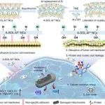 Nano Lett：晶体-相工程可从纳米粘土中释放Al3+以实现离子干扰肿瘤治疗