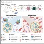 Cancer Cell | 张泽民等合作揭示胰腺导管腺癌发生神经束侵袭转移的细胞及分子机制