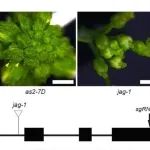 Cell Rep | 浙江大学洪丽兰揭示了植物扁平萼片形成和维持扁平形状的分子机制